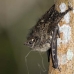 bat_longnosed_la_v_1090_ecu3180.jpg